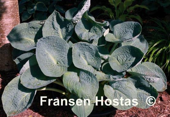 Hosta Big Daddy